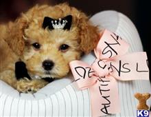 poodle puppy posted by tcuppuppiesforsale1