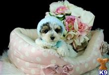 poodle puppy posted by tcuppuppiesforsale1