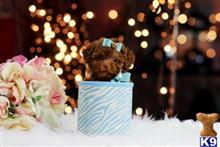 poodle puppy posted by tcuppuppiesforsale1