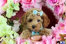 poodle puppy posted by tcuppuppiesforsale1