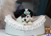 poodle puppy posted by tcuppuppiesforsale1