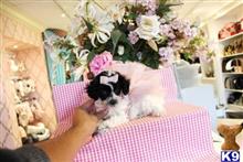 poodle puppy posted by tcuppuppiesforsale1