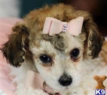 poodle puppy posted by tcuppuppiesforsale1