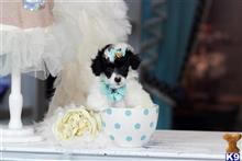 poodle puppy posted by tcuppuppiesforsale1