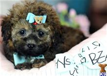 poodle puppy posted by tcuppuppiesforsale1