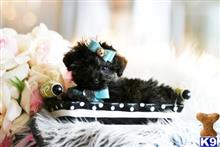 poodle puppy posted by tcuppuppiesforsale1