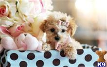 poodle puppy posted by tcuppuppiesforsale1