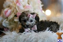 poodle puppy posted by tcuppuppiesforsale1