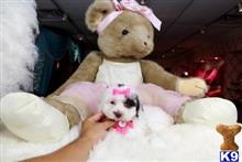 poodle puppy posted by tcuppuppiesforsale1