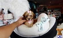poodle puppy posted by tcuppuppiesforsale1