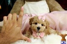 poodle puppy posted by tcuppuppiesforsale1