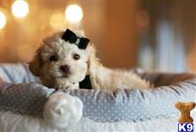 poodle puppy posted by tcuppuppiesforsale1