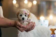 poodle puppy posted by tcuppuppiesforsale1