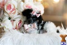poodle puppy posted by tcuppuppiesforsale1