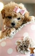 poodle puppy posted by tcuppuppiesforsale1