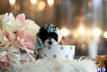 poodle puppy posted by tcuppuppiesforsale1