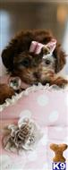 poodle puppy posted by tcuppuppiesforsale1