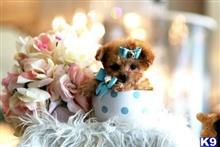 poodle puppy posted by tcuppuppiesforsale1