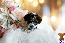 poodle puppy posted by tcuppuppiesforsale1