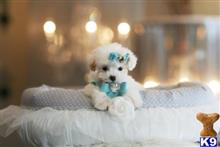 poodle puppy posted by tcuppuppiesforsale1