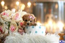poodle puppy posted by tcuppuppiesforsale1
