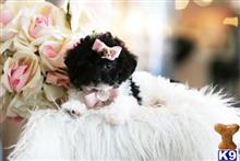 poodle puppy posted by tcuppuppiesforsale1