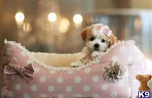 poodle puppy posted by tcuppuppiesforsale1