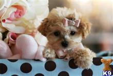 poodle puppy posted by tcuppuppiesforsale1