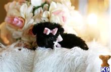 poodle puppy posted by tcuppuppiesforsale1