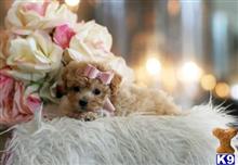 poodle puppy posted by tcuppuppiesforsale1