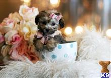 poodle puppy posted by tcuppuppiesforsale1