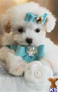 poodle puppy posted by tcuppuppiesforsale1