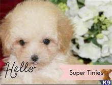 poodle puppy posted by tcuppuppiesforsale1