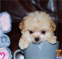poodle puppy posted by tcuppuppiesforsale1