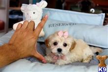 poodle puppy posted by tcuppuppiesforsale1