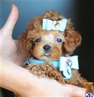 poodle puppy posted by tcuppuppiesforsale1