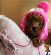poodle puppy posted by tcuppuppiesforsale1