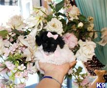 poodle puppy posted by tcuppuppiesforsale1