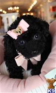 poodle puppy posted by tcuppuppiesforsale1
