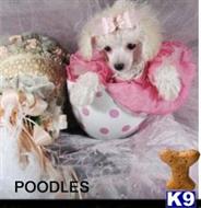 poodle puppy posted by tcuppuppiesforsale1