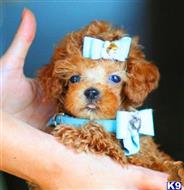 poodle puppy posted by tcuppuppiesforsale1