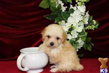 poodle puppy posted by tcuppuppiesforsale1