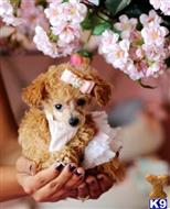 poodle puppy posted by tcuppuppiesforsale1