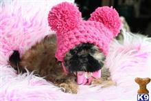 shih tzu puppy posted by tcuppuppiesforsale1
