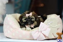 shih tzu puppy posted by tcuppuppiesforsale1