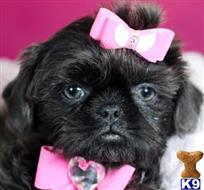 shih tzu puppy posted by tcuppuppiesforsale1
