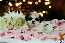 shih tzu puppy posted by tcuppuppiesforsale1