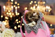 shih tzu puppy posted by tcuppuppiesforsale1