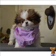 shih tzu puppy posted by tcuppuppiesforsale1