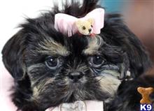 shih tzu puppy posted by tcuppuppiesforsale1